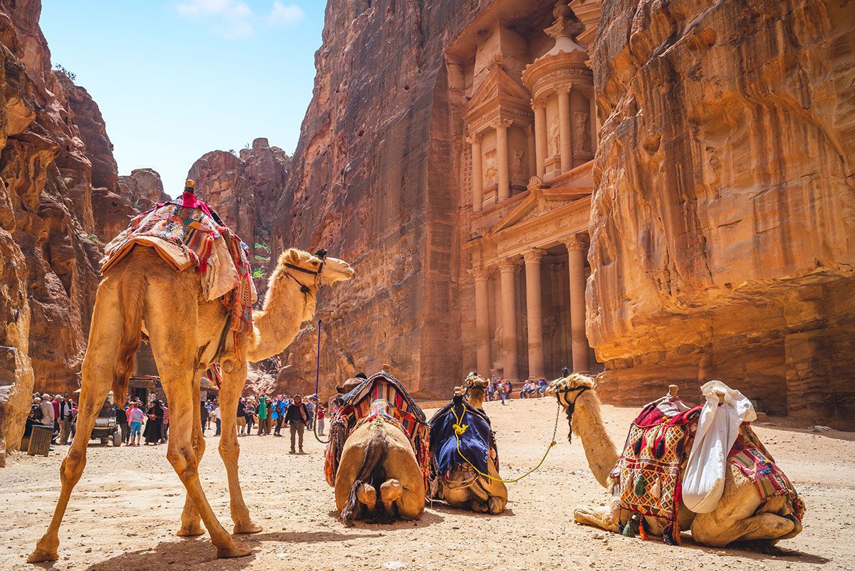 Camels in Jordan