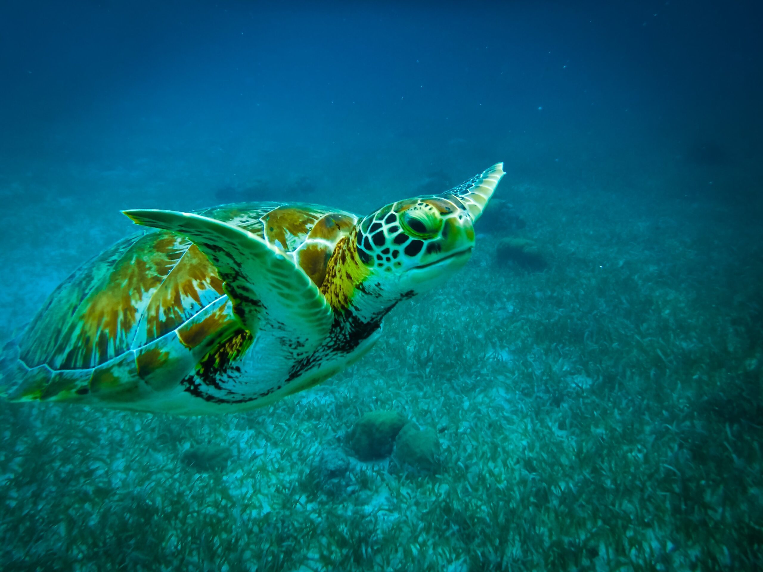 sea turtle