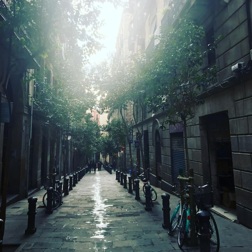 view down a tree-lined street