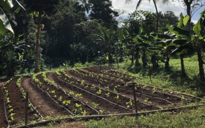 Volunteering With World Central Kitchen on a Farm in Puerto Rico