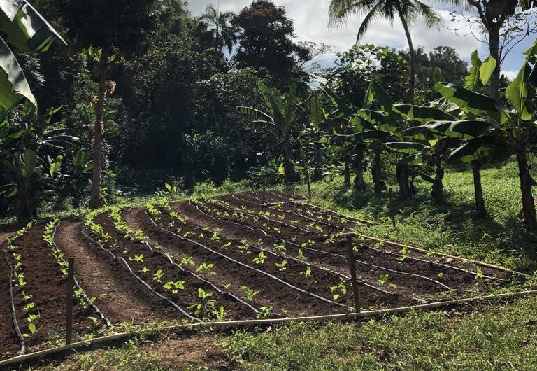 La Micro Finca Farm in Puerto Rico