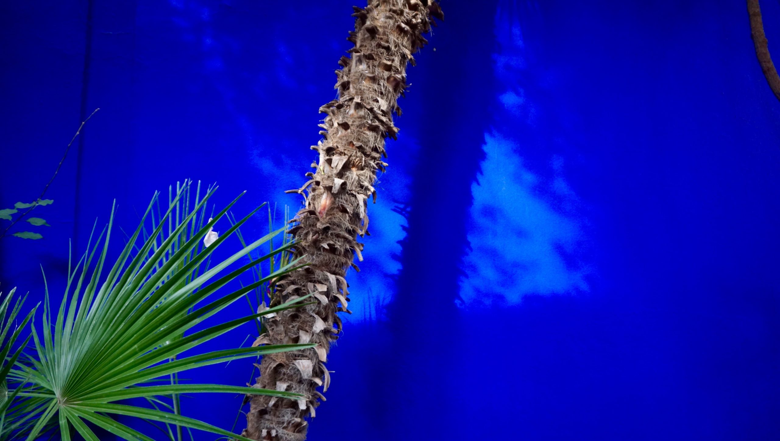 Vibrant Color - Best of Blue