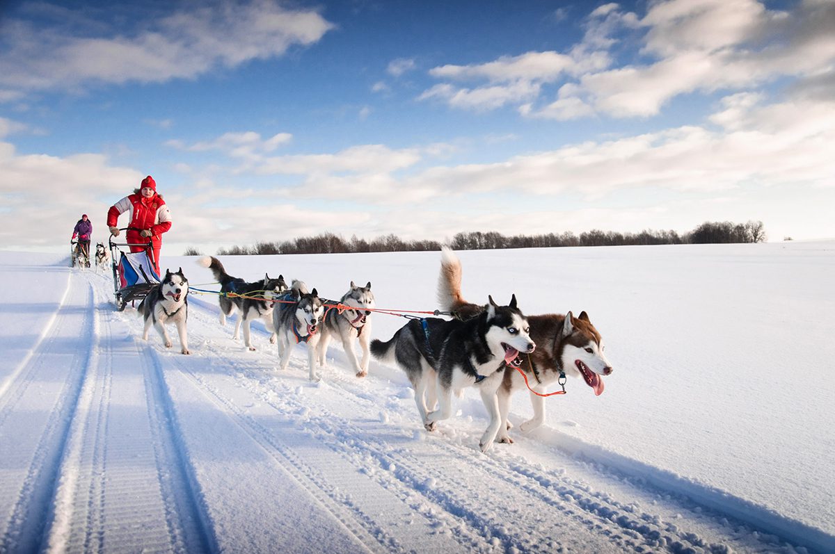 Photo of fun on the road with a dog sled team