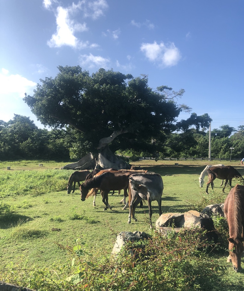 Horses gather at the 375-year old Ceiba Tree