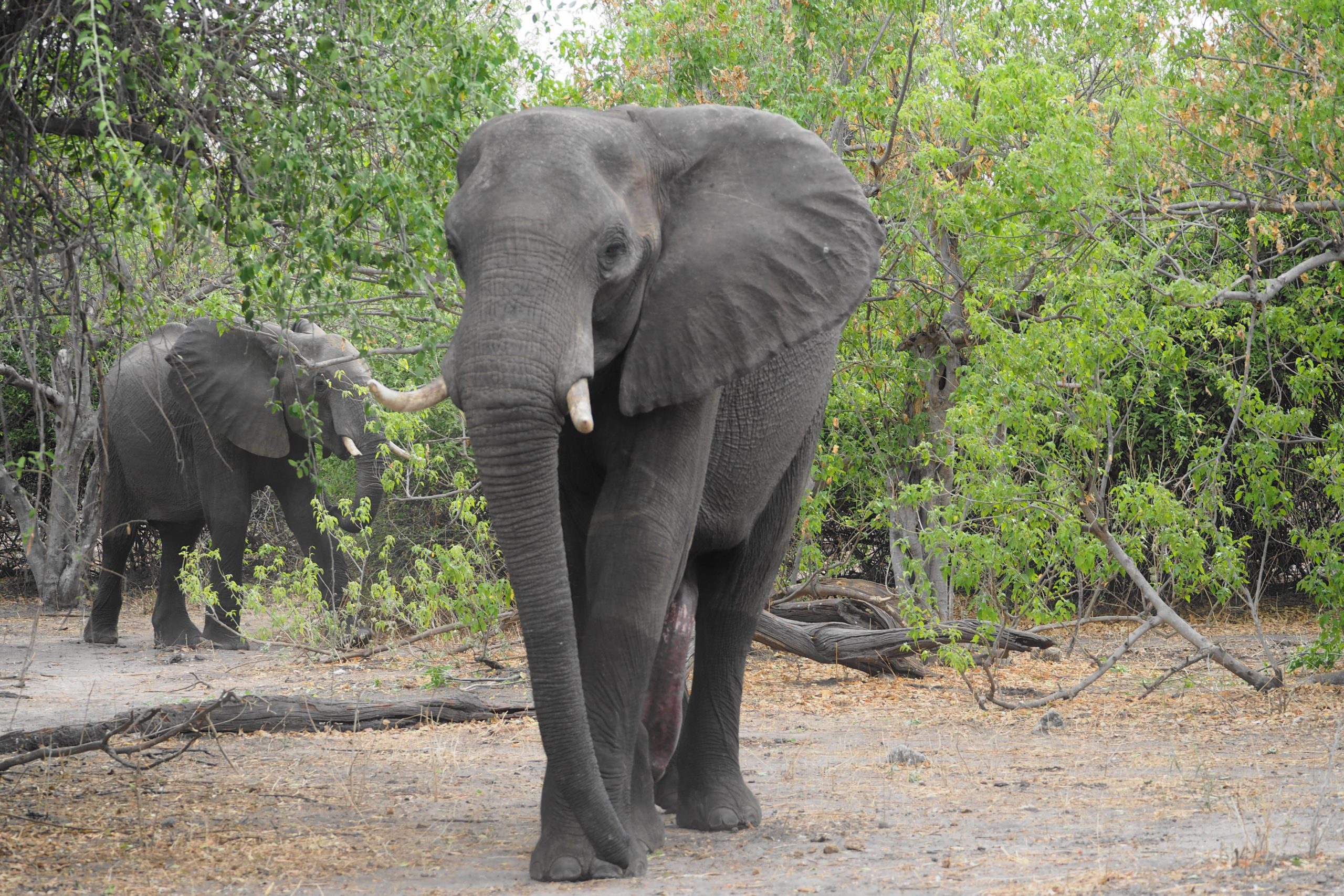A large grey elephant stands, trunk down, in front of a wall of green trees, with another elephant emerging from the trees in the background