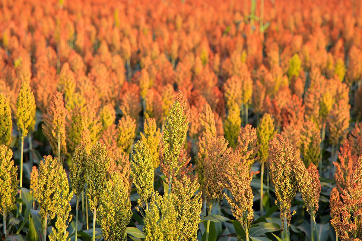 Field of sorghum