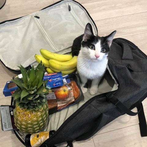 Kathryn's cat uses her bag as a playhouse