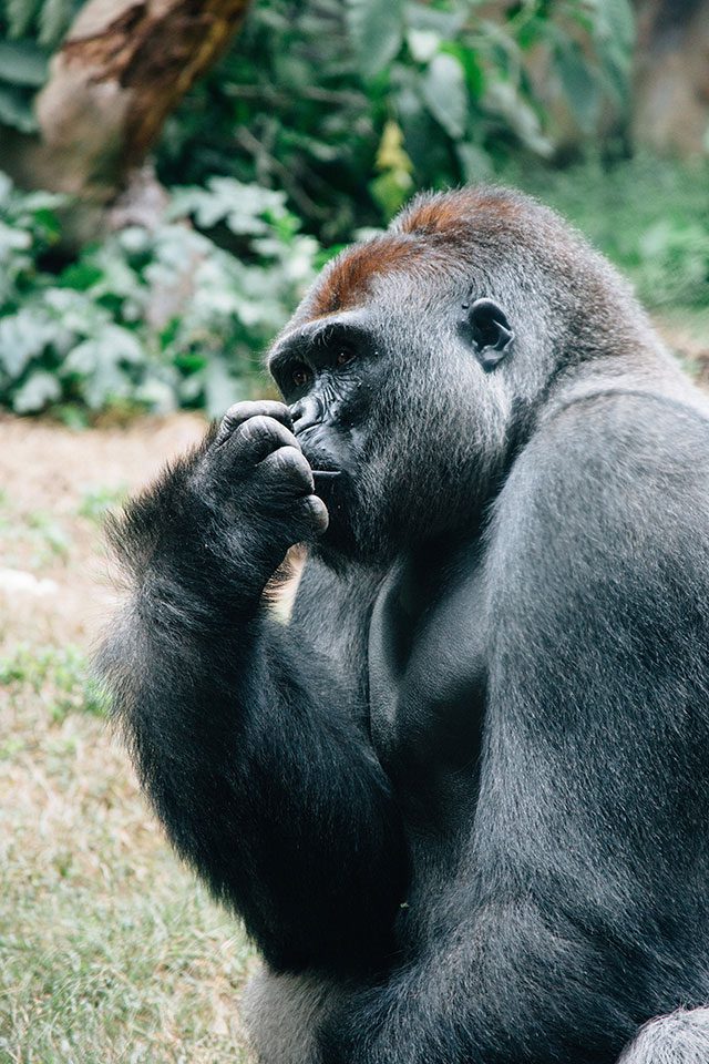 Thinking Gorilla