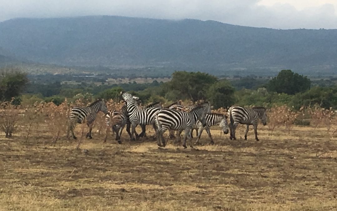 Expert Tips for Responsible Animal Tourism: How to Engage with Wildlife When you Travel (Webinar)