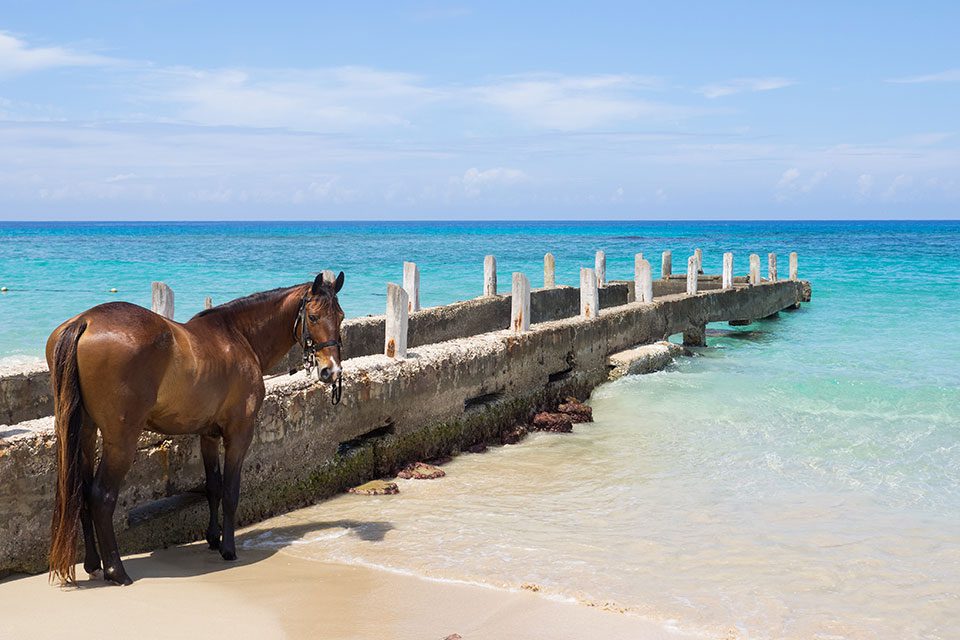 A horse on a sandy beach in Jamaica