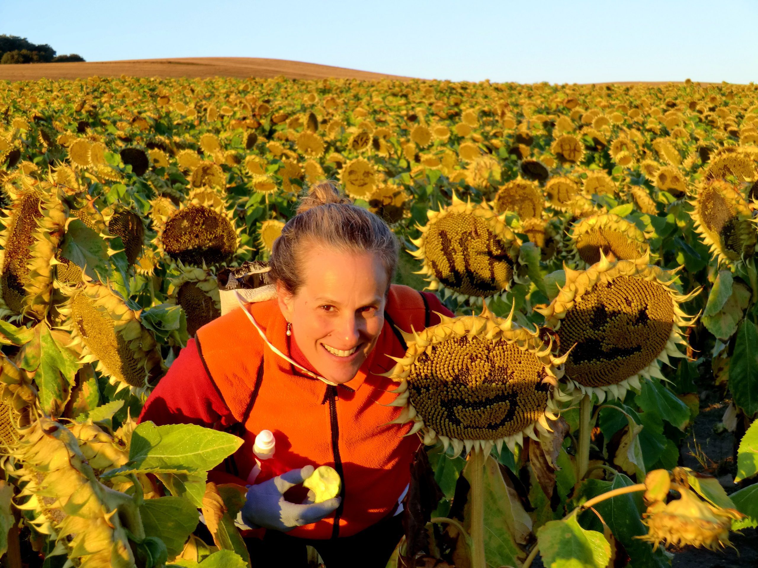 sheep grazing in ireland