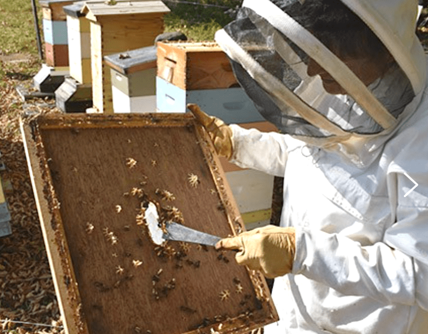 Tita Manice wears protective gear as she works with a beehive