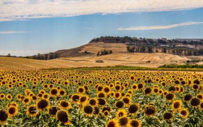 Chris Stewart’s Memoir “Driving Over Lemons”: A Rugged, Enchanting Adventure in Southern Spain