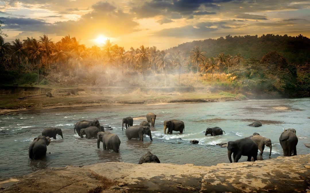 Four Easy Ways to be Animal-Friendly When You Travel