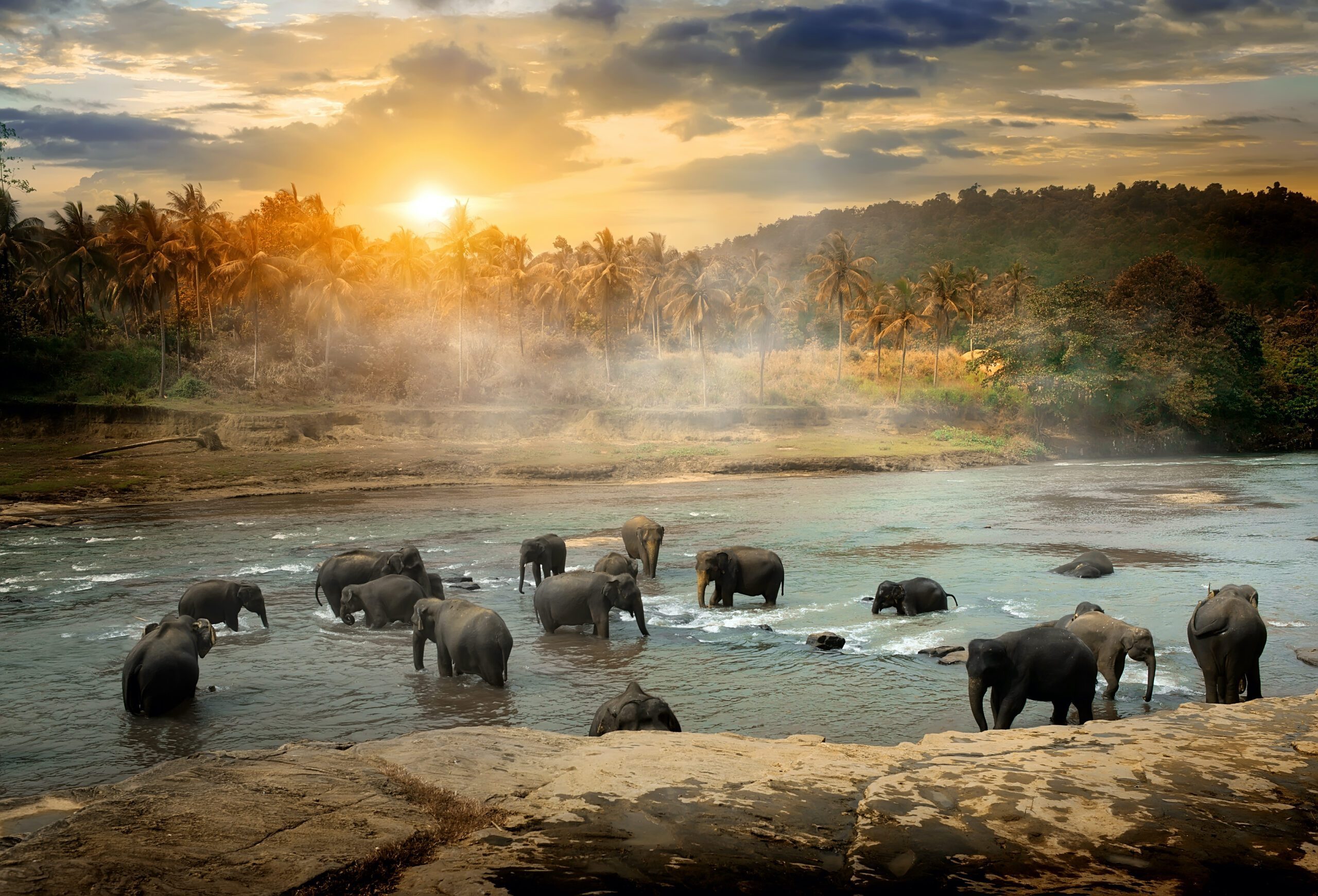 elephants bathing in river