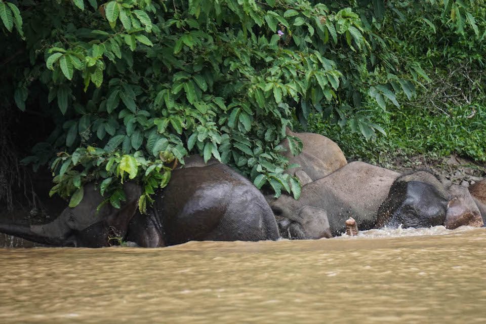 Submersion in the Kinabatangan River