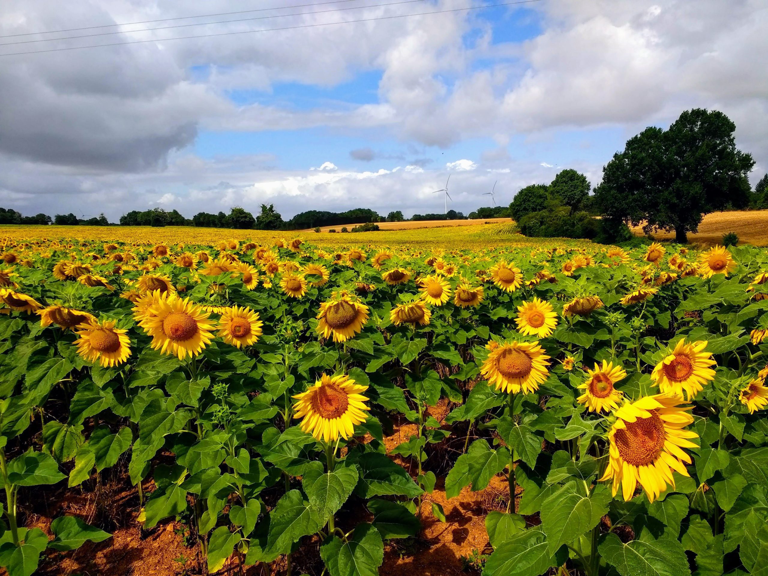 sunflowers in a field wellness retreats