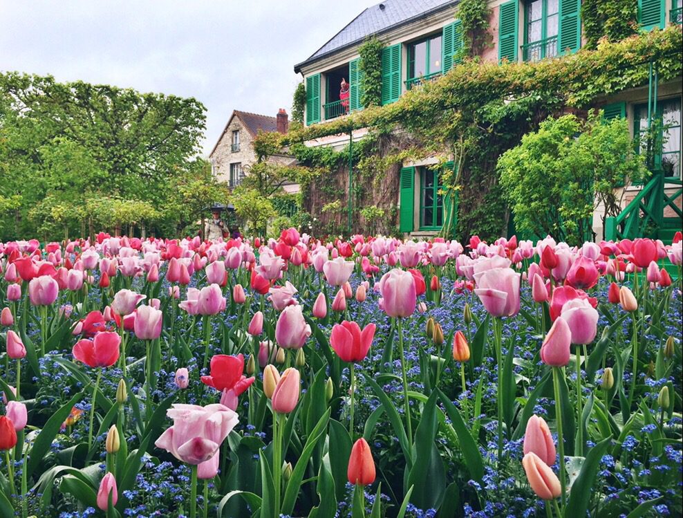 pink tulips in front of house