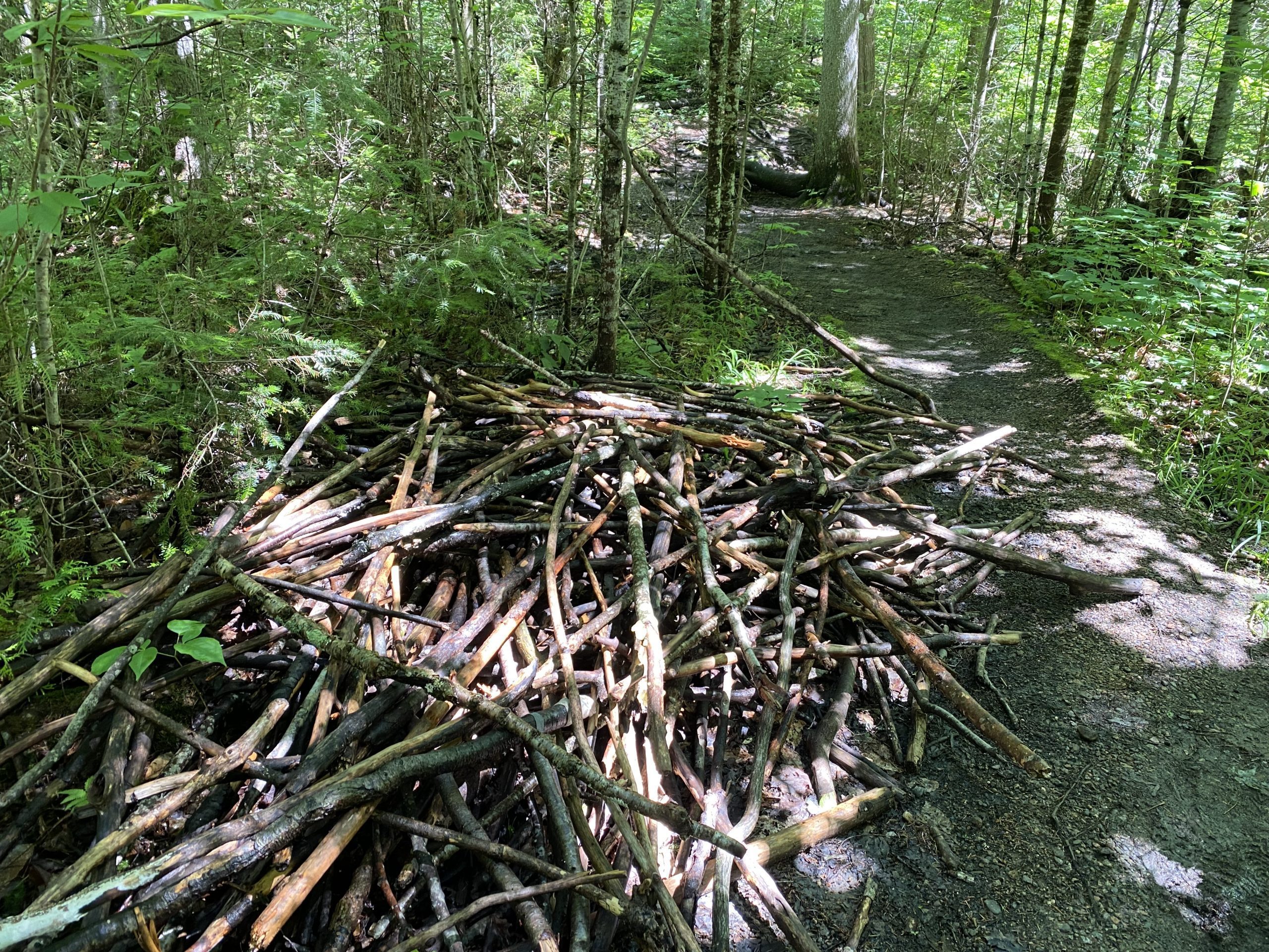 hiking. trails in Algonquin Park