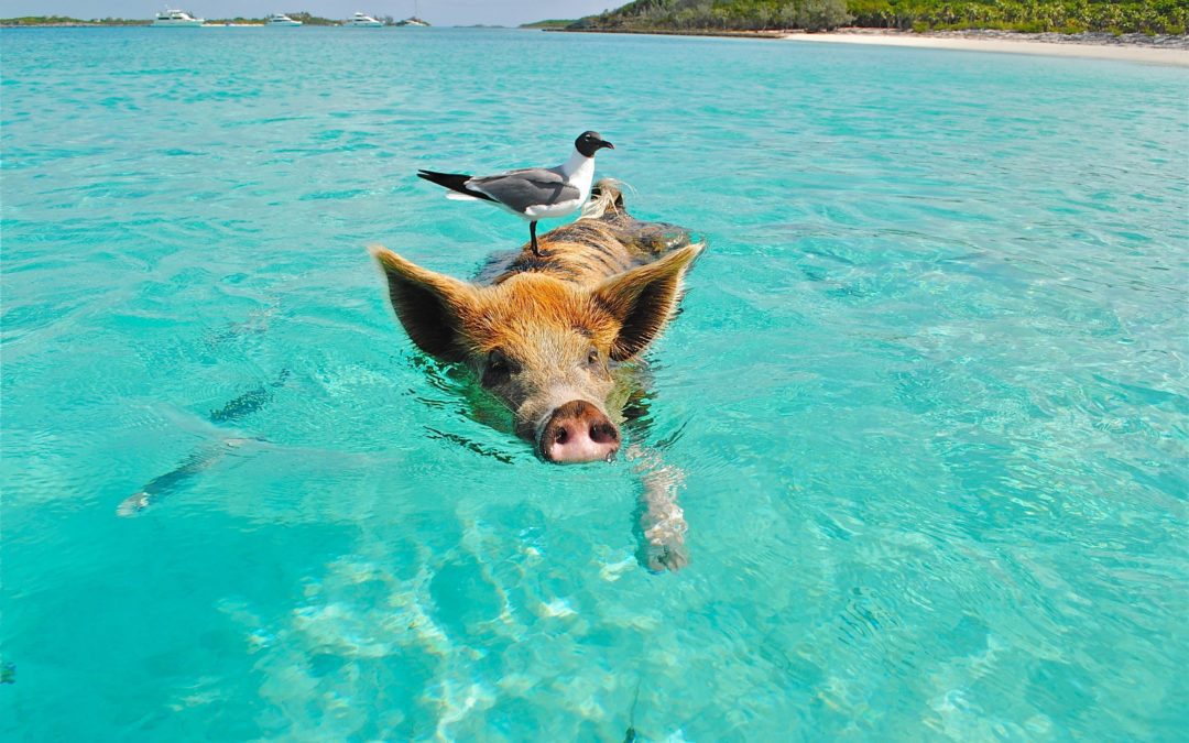 Solo Travel for Introverts: How to Avoid Loneliness