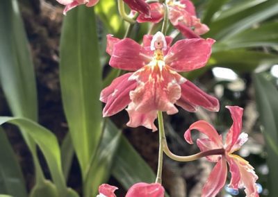 Pink flowers against green leaves