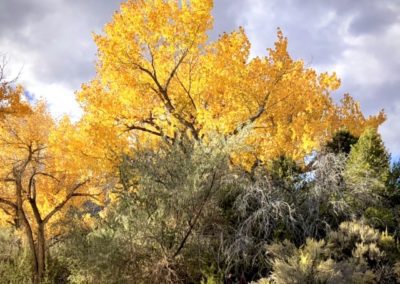 Yellow leaves on a tree, part of the beautiful fall colours on the trees