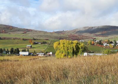 Tall grass with rolling hills in the background