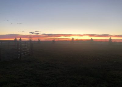 A pink sunset over a green pasture