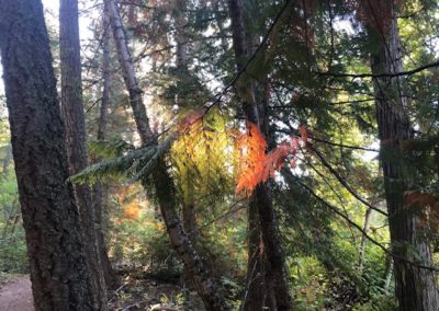 Leaves changing colours on the trees in fall