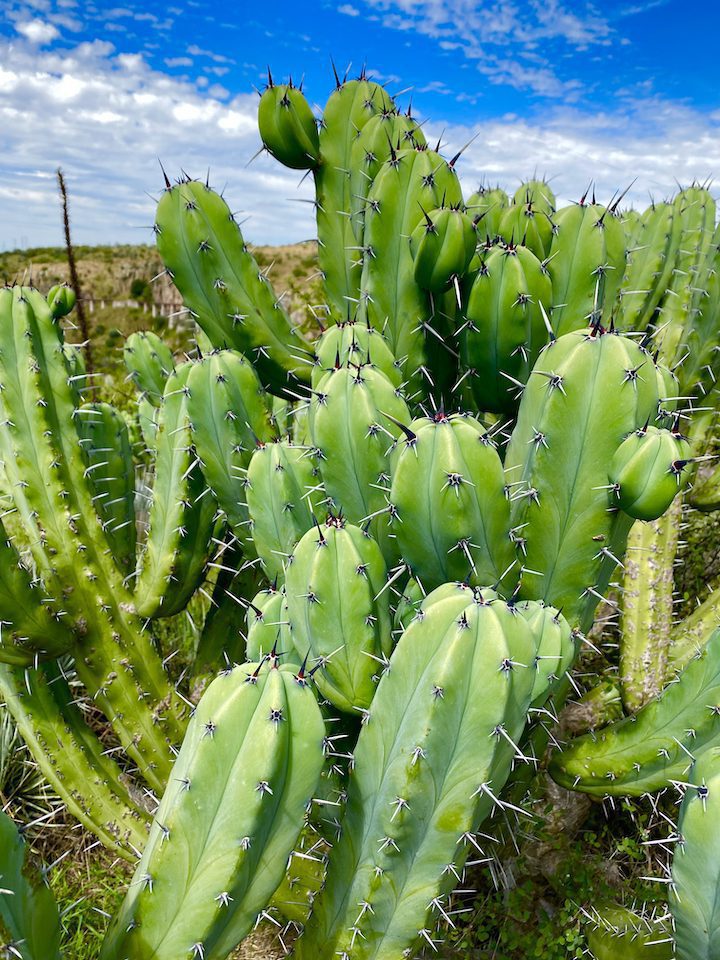 Cactus are everywhere in San Miguel de Allende