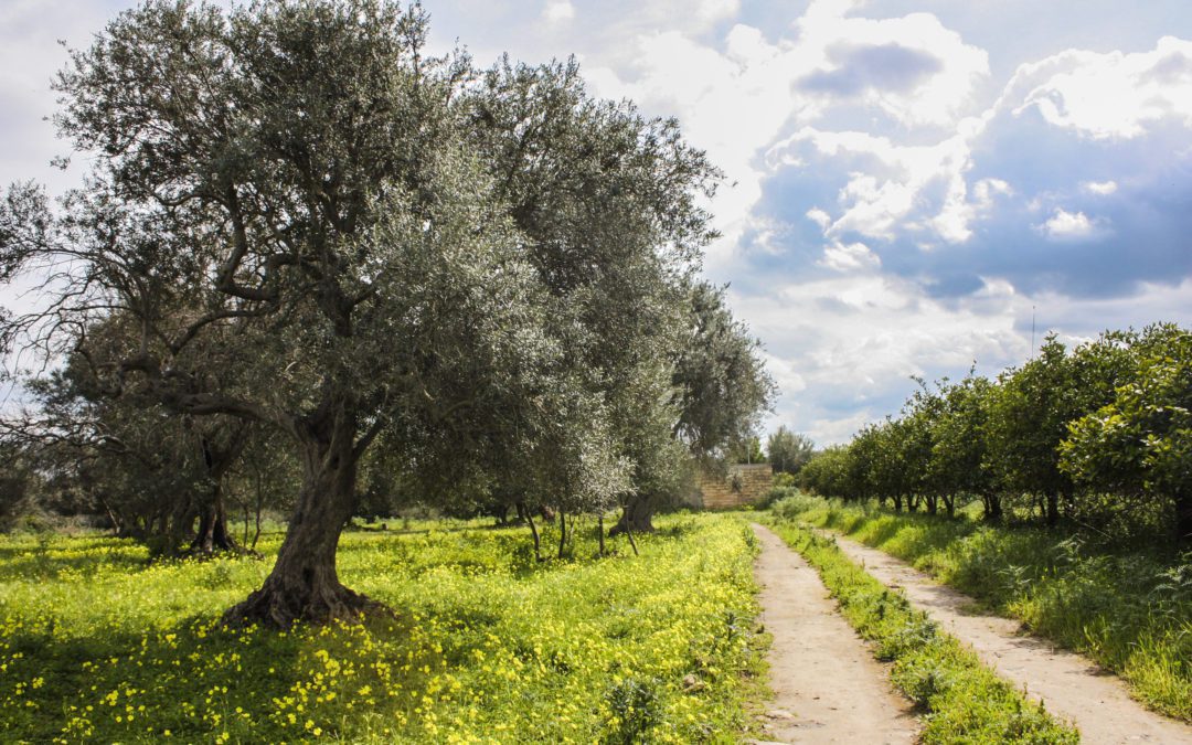 Tembi Locke’s Book “From Scratch”: A Memoir on Healing and Love Set in Sicily