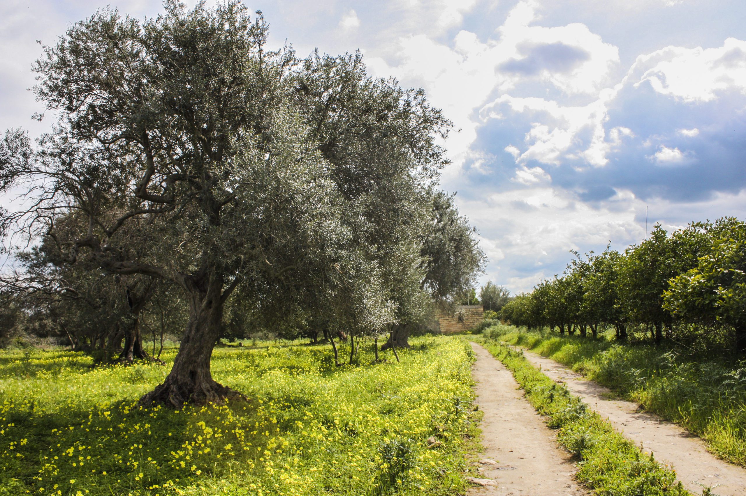 trees and road in italy