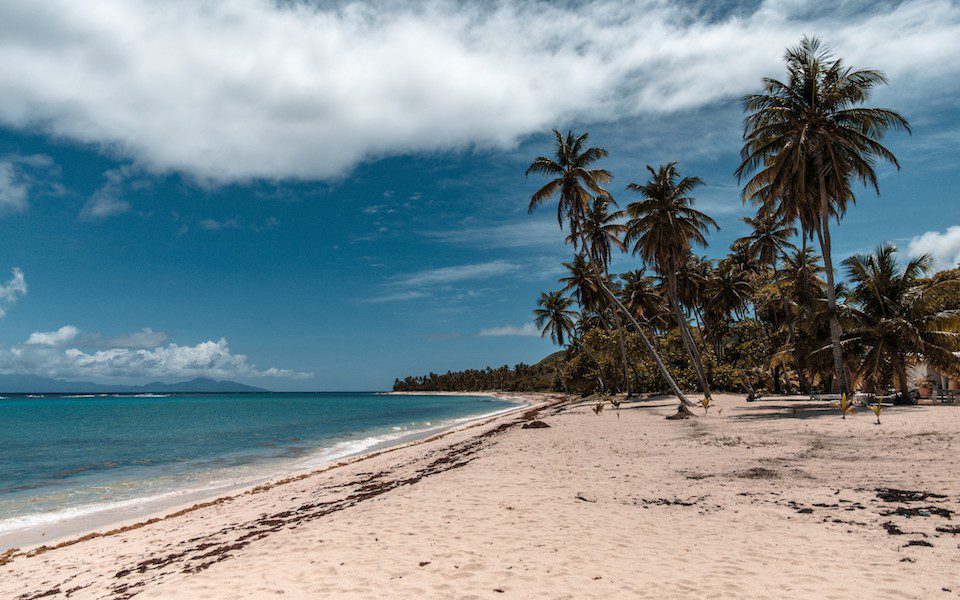 An empty heavenly beach with palm trees, white sand and turquoise blue water in Marie Galante, Guadeloupe