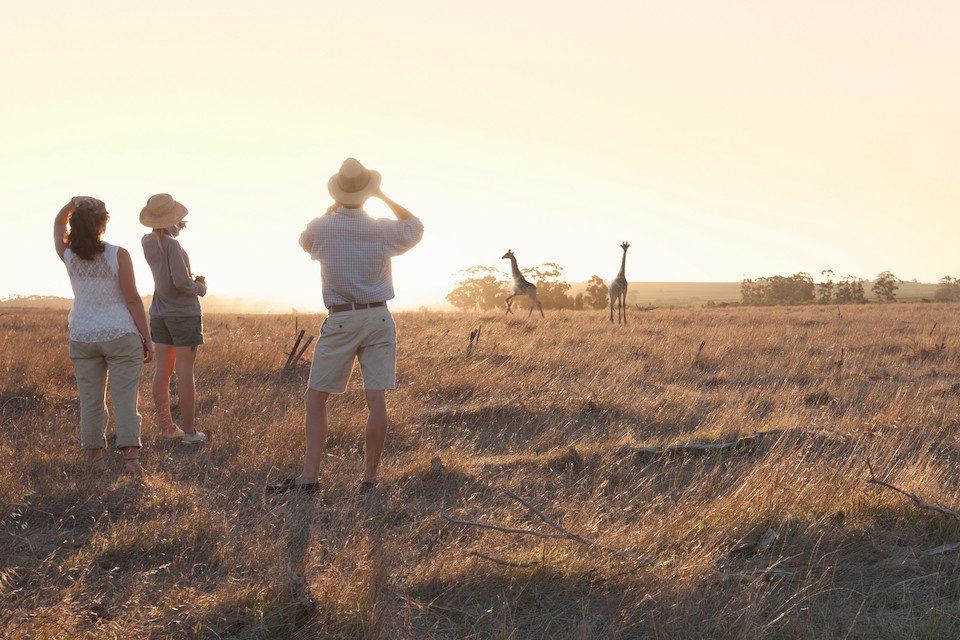 People watching giraffes on safari, Stellenbosch, South Africa