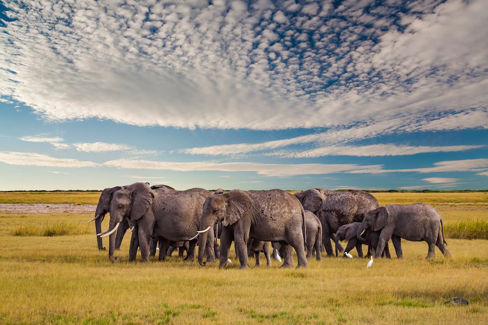 Elephants in the African savanna at sunset, Kenya