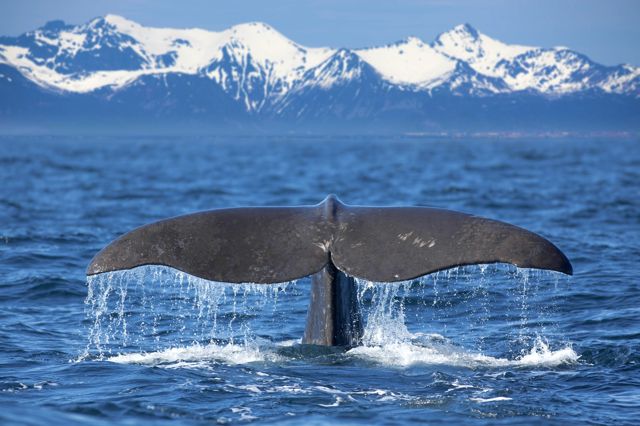 whale tail in water