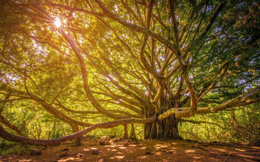 Set in Cambodia, “In the Shadow of the Banyan”, is a Novel of Hope and Resilience