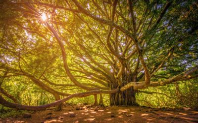 Set in Cambodia, “In the Shadow of the Banyan”, is a Novel of Hope and Resilience