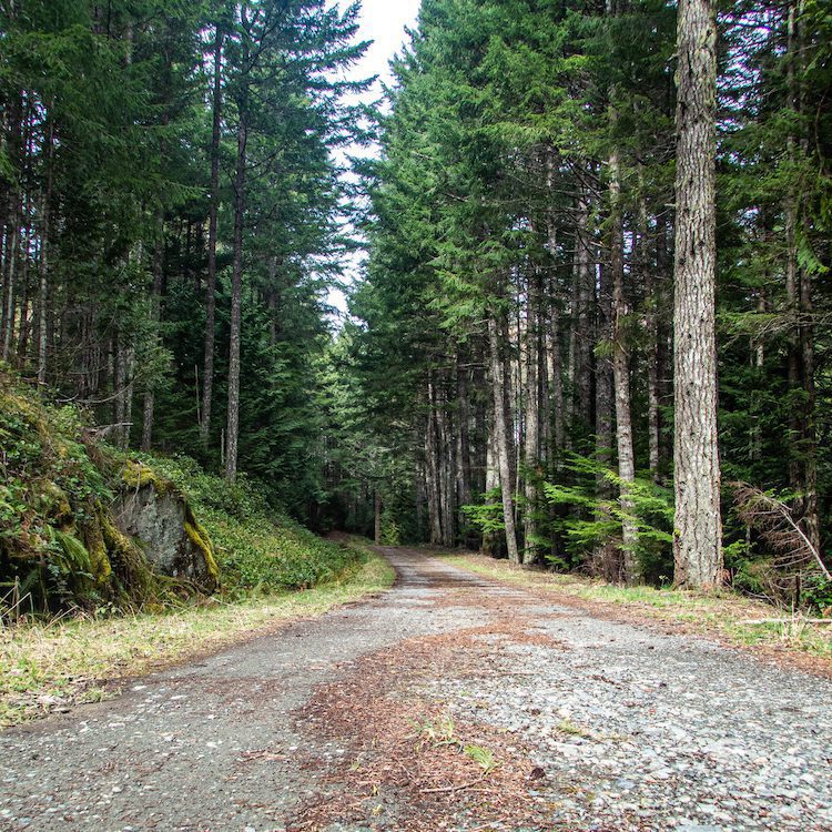 xThe wide, flat trail is canopied by the giant west coast forest.