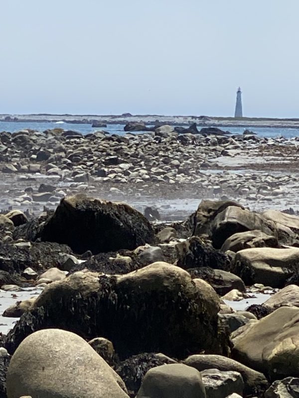 The "drowned forest" of Hawk Beach, Nova Scotia