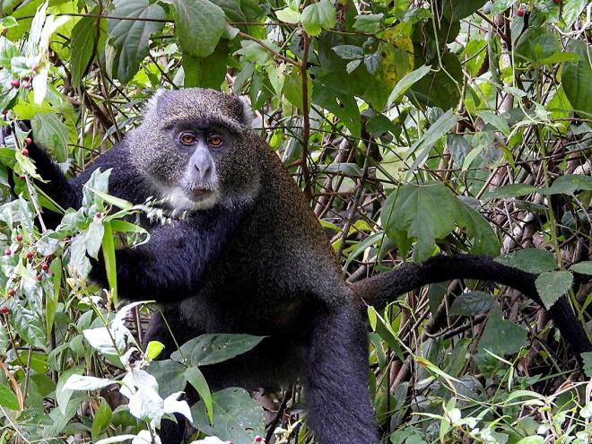 A blue monkey in a tree on a Tanzanian Safari