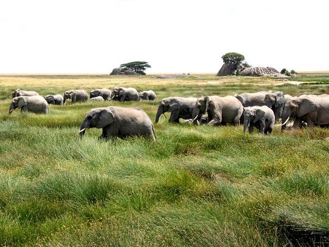 Elephant herd in long lush grass by Kopjes in Serengeti National Park Tanzania Africa