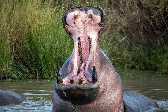 Yawning hippo
