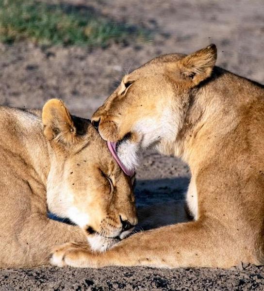 Two lionesses showing each other affection