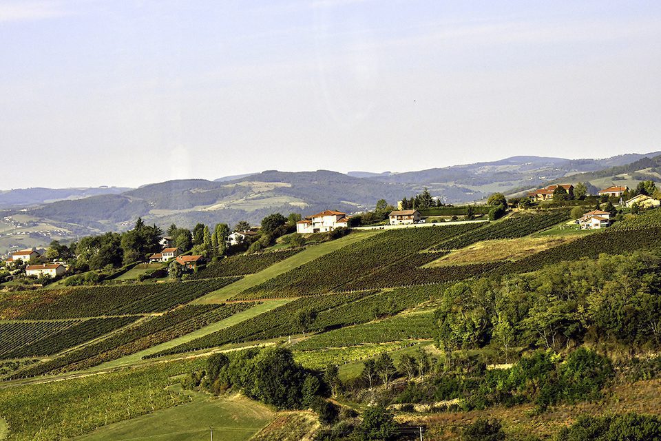 Grape fields Near Oingt, France. Visiting from a river cruise