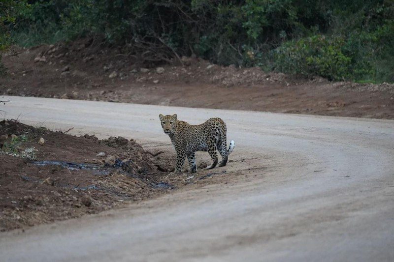 A leopard on the road near Nairobi, Kenya