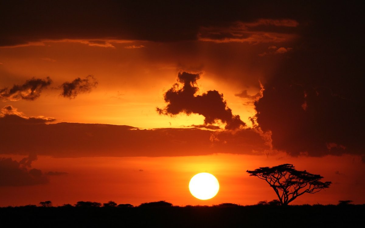 Leopard with wildebeest in tree