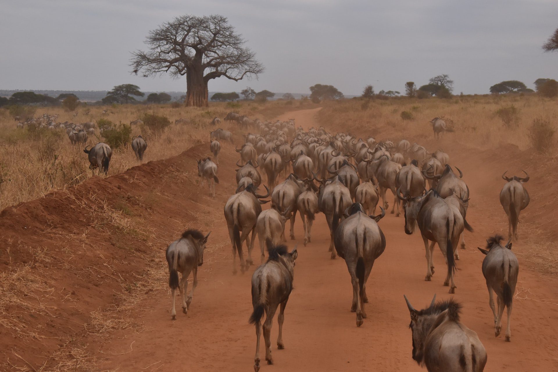 Wildebeasts - Intent on Safari - Trips for women