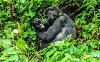 Meet Gorilla Conservationist Dr. Gladys Kalema-Zikusoka on Women-Only Trip to Uganda in October 2026