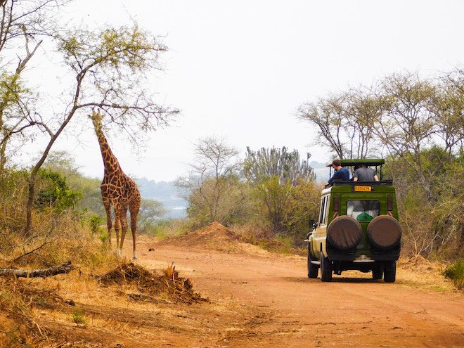 Giraffe in Akagera Village, Rwanda